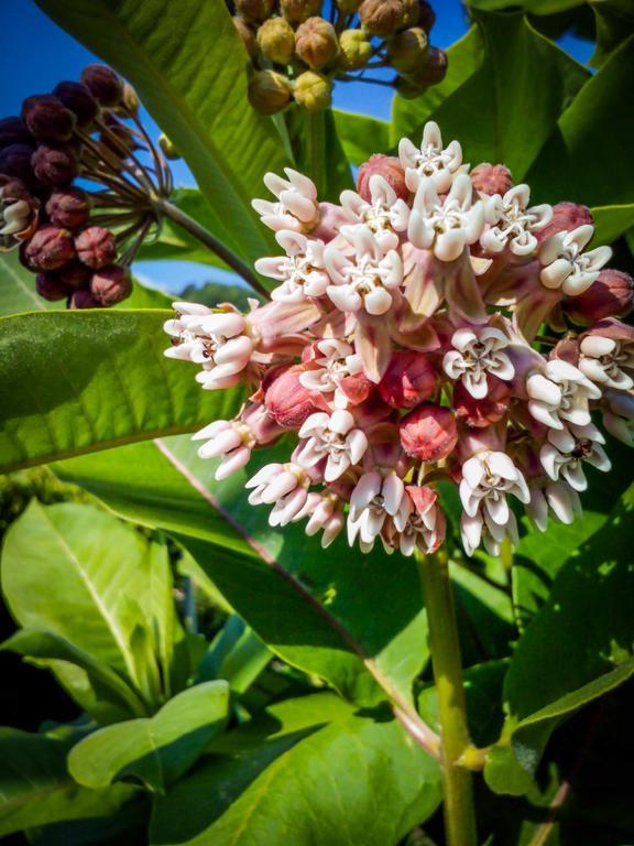 Il Giardino Delle Farfalle Valgioie Dış mekan fotoğraf