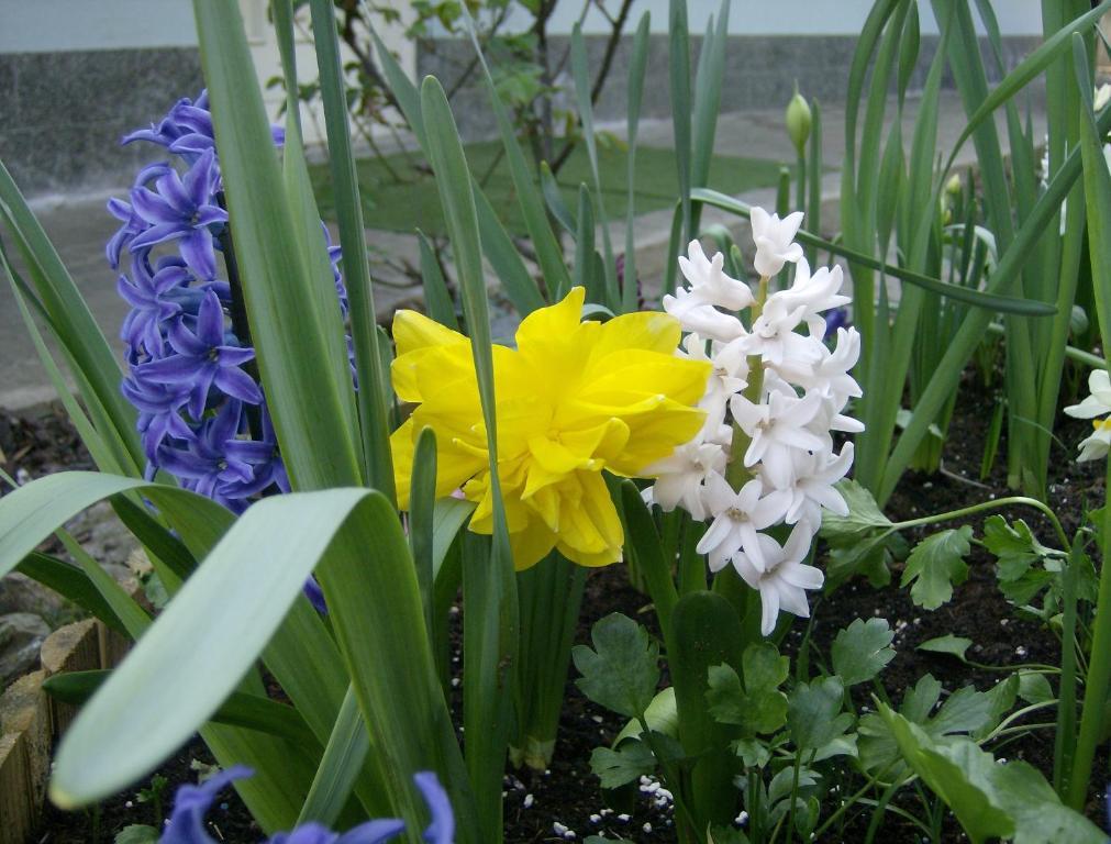 Il Giardino Delle Farfalle Valgioie Dış mekan fotoğraf