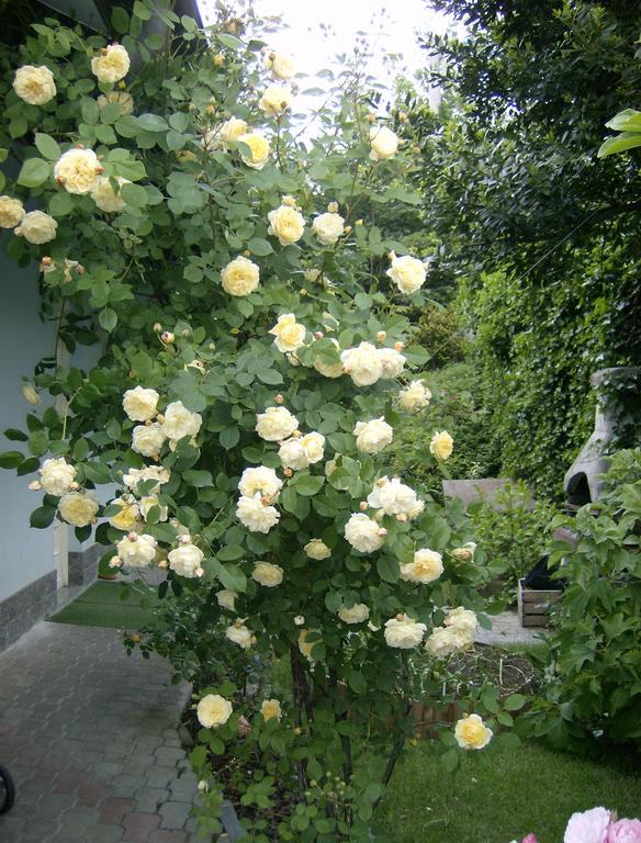 Il Giardino Delle Farfalle Valgioie Dış mekan fotoğraf